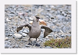 merikihu  Arctic Skua 5623 * 1355 x 900 * (221KB)